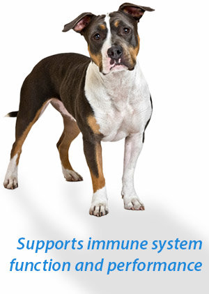 Vetriscience vetri dmg immune health dog & cat liquid formula